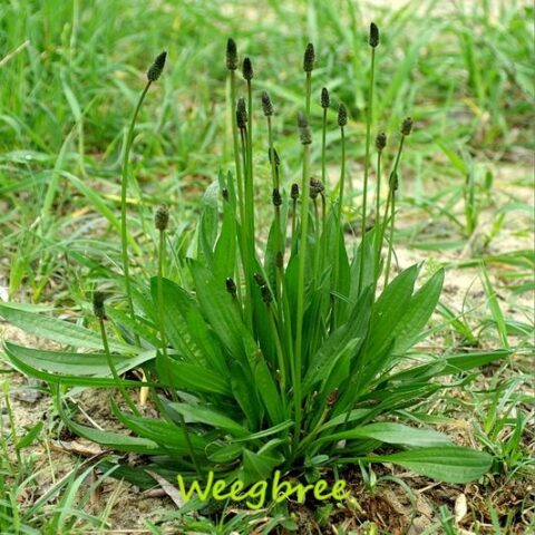 Weegbreeplant met lange, smalle bladeren en zaadstengels in grasrijke omgeving.