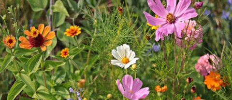 Veld met diverse kleurrijke bloemen in bloei, waaronder roze, oranje en witte soorten.