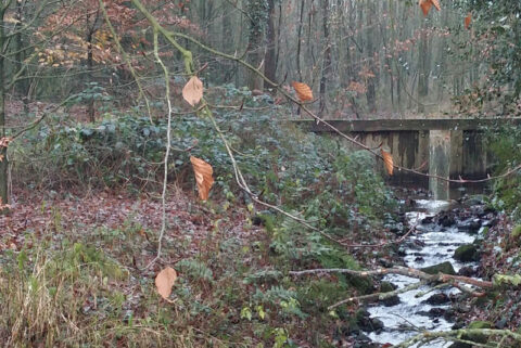 Kleine stroom naast een houten brug in een bos, met herfstbladeren op takken.