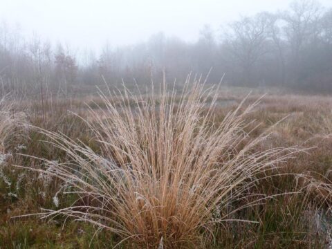 Bruin gras in mistige weide, omringd door bomen op de achtergrond.