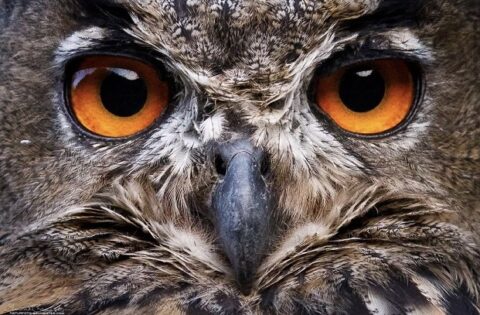 Close-up van uil met oranje ogen en gedetailleerde veren.