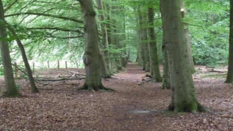Bospaad door rijen hoge bomen met groene bladeren en bruine bladeren op de grond.