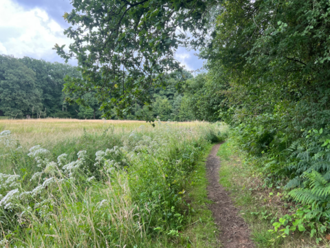 Bospaadje langs grasveld met bloemen en overhangende takken, omgeven door dichte groene bomen.