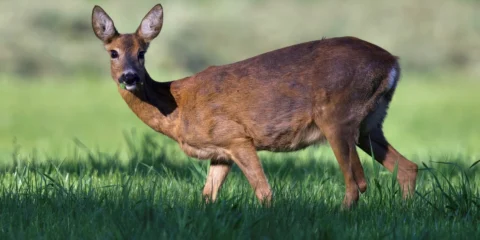 Een hert staat in een groene weide, kijkend in de richting van de camera.
