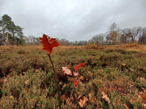 Een rood herfstblad op een takje in een uitgestrekte heide met bomen op de achtergrond.