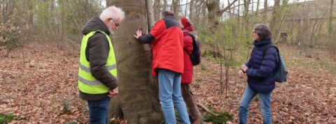 Vier mensen inspecteren een boom in een bos. Eén draagt een fluorescerend vest.