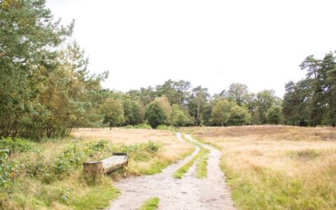 Boslandschap met zandpad, gras, houten bank en bomen onder een bewolkte hemel.