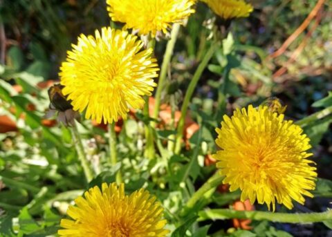 Felgele paardenbloemen in een groene, zonovergoten tuin.