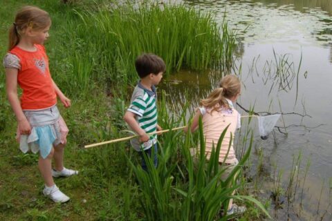 Kinderen vangen dieren met een net aan de rand van een vijver, omringd door hoog gras.
