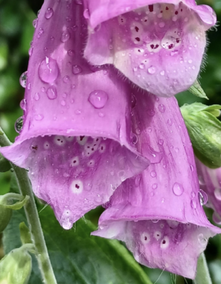 Close-up van paarse vingerhoedskruidbloemen met regendruppels op de blaadjes.