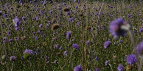 Veld met paarse bloemen onder een bewolkte hemel. Bloemen wiegen in de wind.