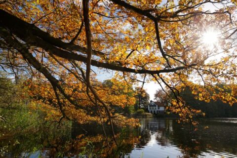 Herfstboom bij een meer, zonlicht door bladeren, wit huis op de achtergrond.