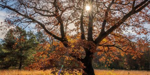 Zonnestralen schijnen door de takken van een boom met herfstbladeren in een open veld.