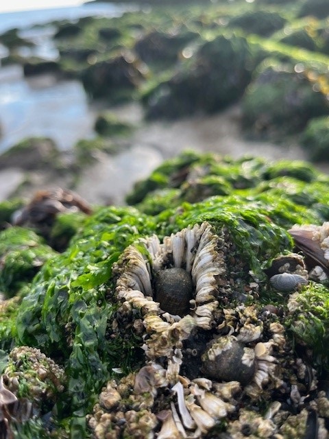 Rotsen bedekt met groene algen en schelpen bij eb aan de kust.