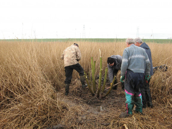 bomen verwijderen