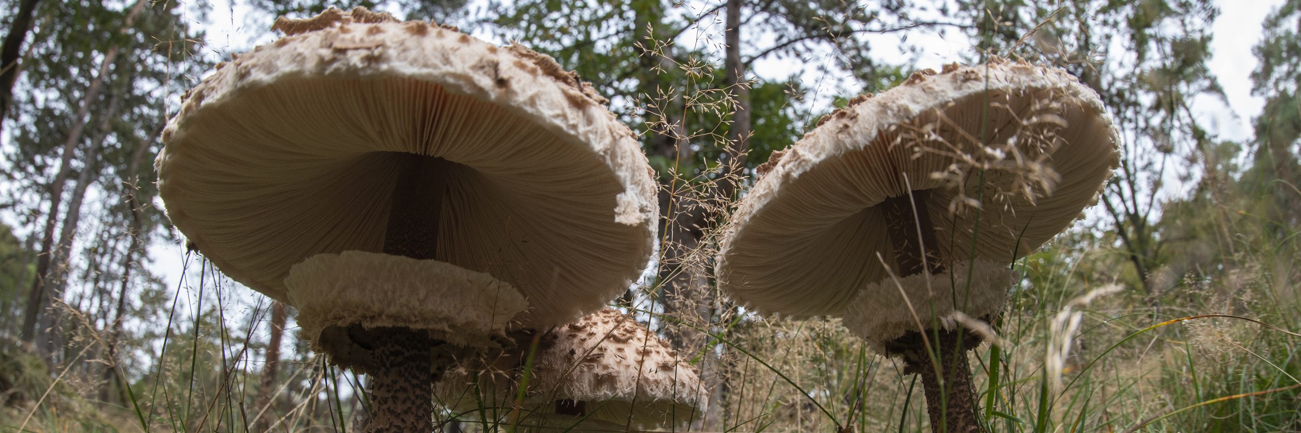 Lage opname van grote paddenstoelen met grove hoeden in een bosrijke omgeving.