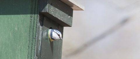 Vogel kijkt uit een groen vogelhuis.