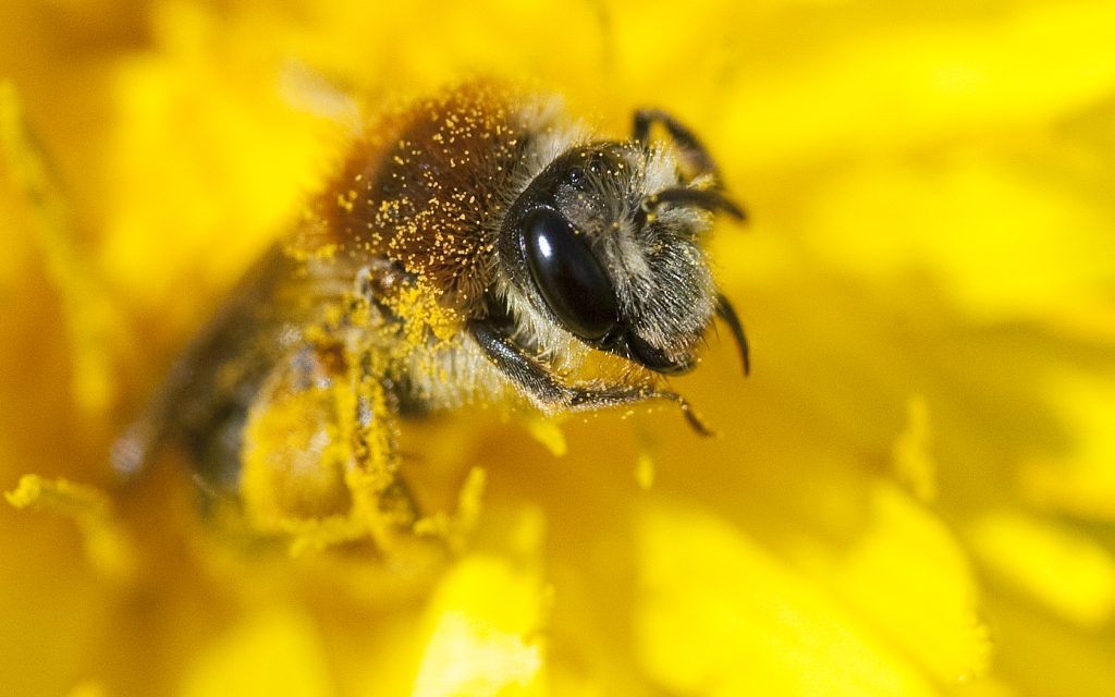 Bijen herkennen en wat kun je voor de wilde bij doen Waterland