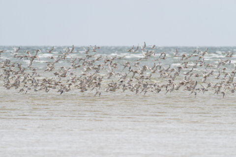 Een grote zwerm vogels vliegt laag over de zee met golven op de achtergrond.