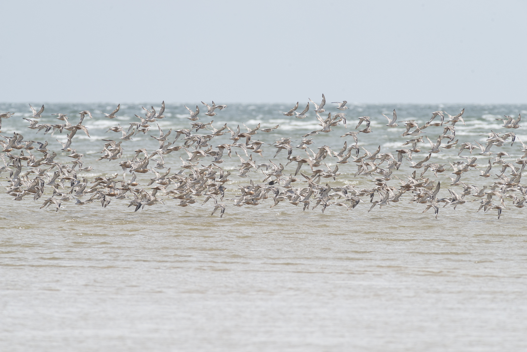 Een grote zwerm vogels vliegt laag over de zee met golven op de achtergrond.