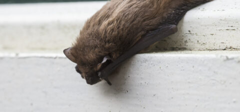 Bruine vleermuis hangt ondersteboven aan witte lijst.