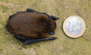 Kleine vleermuis naast een 1-euromunt op een ruwe, groene ondergrond.