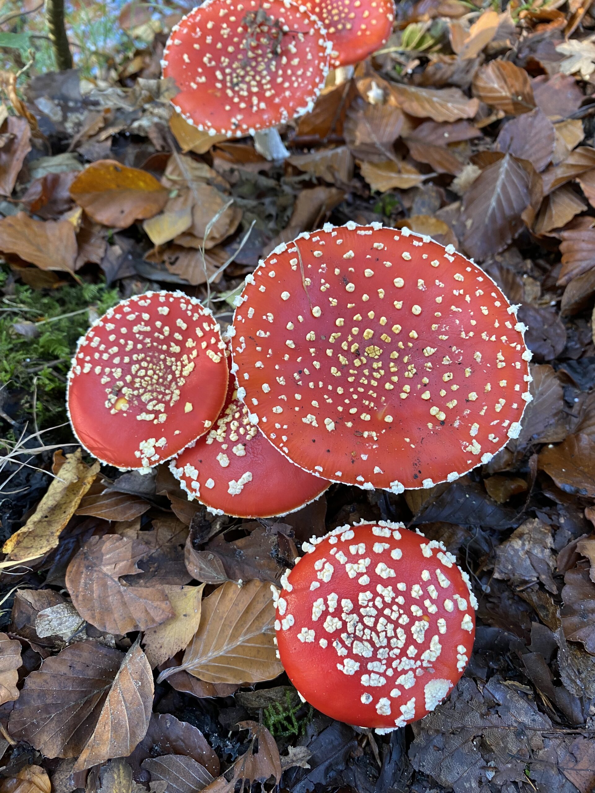 Vliegenzwammen met rode hoeden en witte stippen tussen bruine herfstbladeren in het bos.
