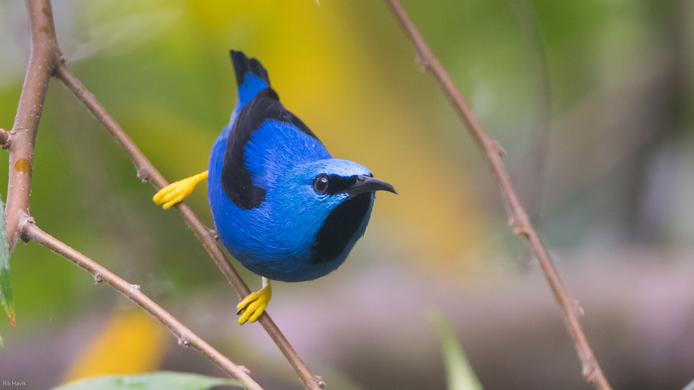 Helderblauwe vogel met zwarte kop en gele poten zit op een tak met groene achtergrond.