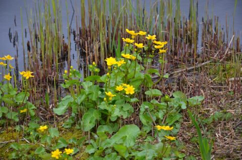Gele bloemen en groen blad bij een vijverkant, omringd door rietstengels.