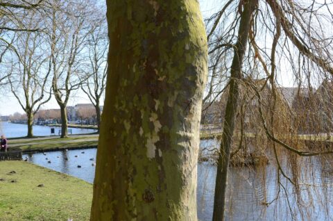 Boomstam met schorsmotief, vijver met eenden op achtergrond, winterse bomen, zacht zonlicht.