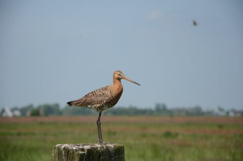 Grutto op een houten paal in een weids graslandschap onder een heldere lucht.