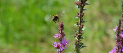 Bij een paarse bloem zweeft een bij tegen een groene achtergrond.