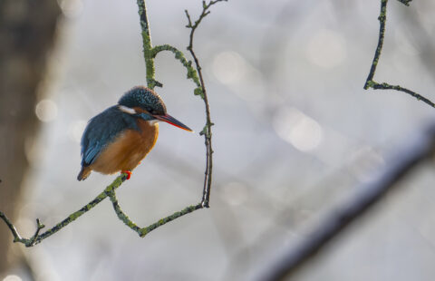 IJsvogel zit op een met mos begroeide tak tegen een onscherpe, natuurlijke achtergrond.