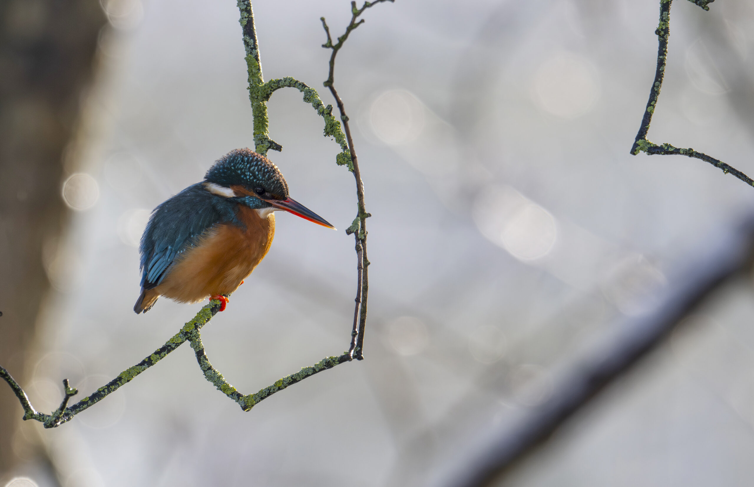 IJsvogel zit op een met mos begroeide tak tegen een onscherpe, natuurlijke achtergrond.