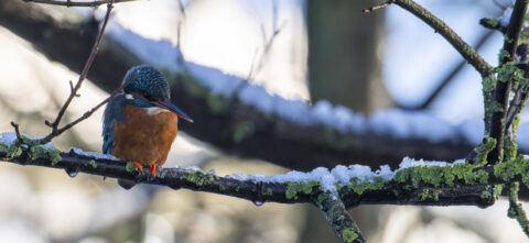 IJsvogel zit op een met mos en sneeuw bedekte tak in een winterlandschap.