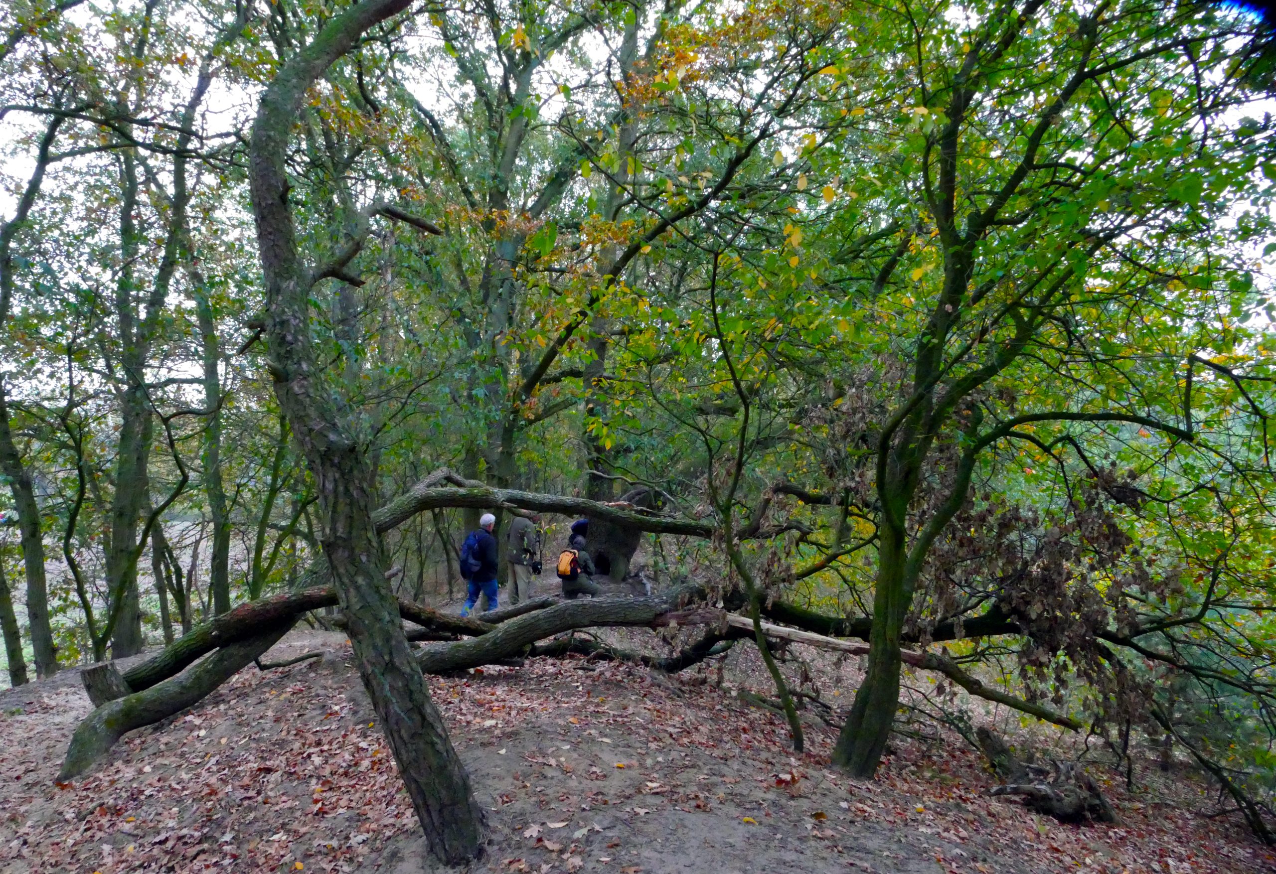 Mensen wandelen door een bos met gebogen bomen en afgevallen bladeren.