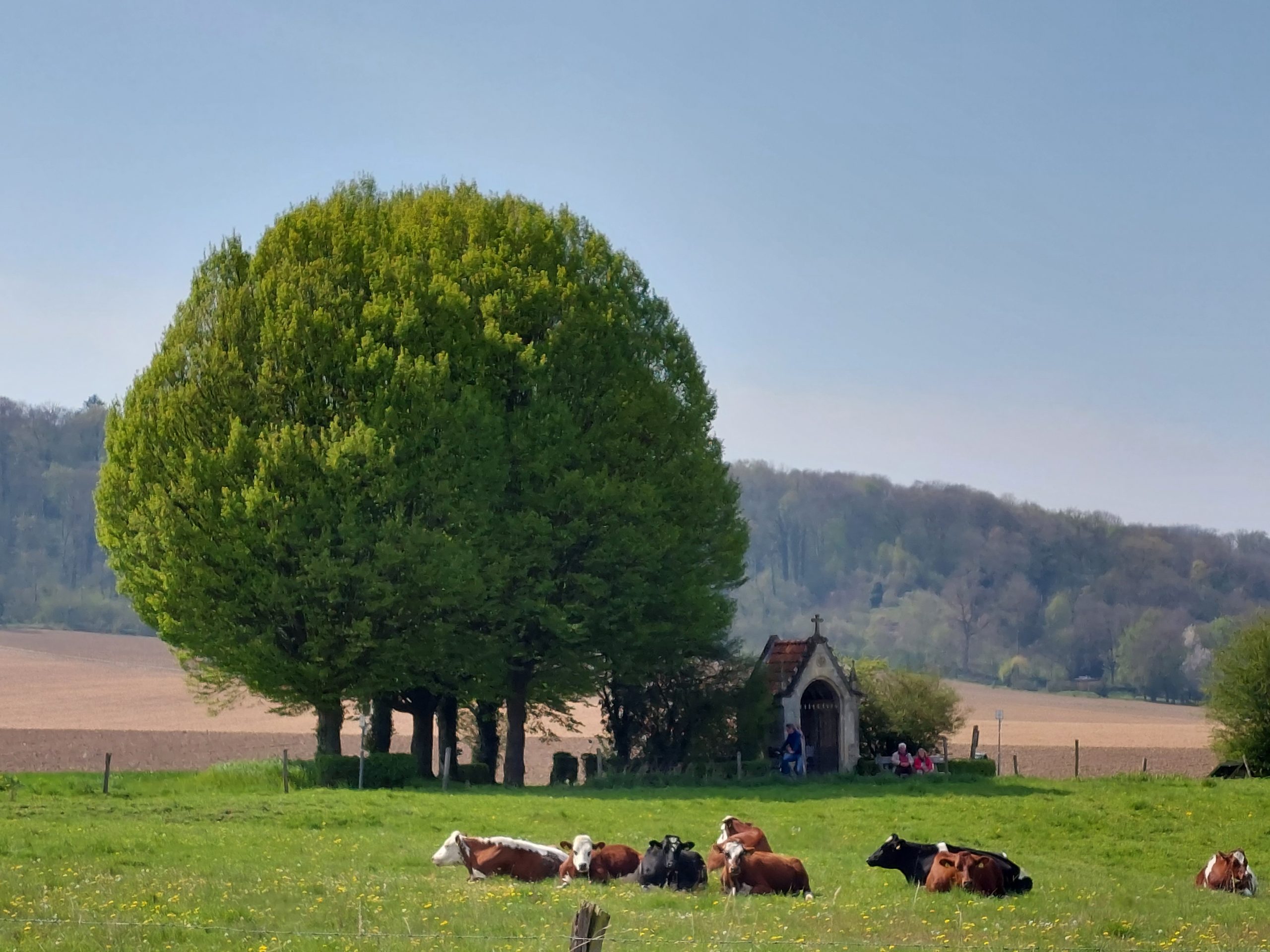 Groene weide met liggende koeien, grote boom, en een kapel op de achtergrond onder een heldere hemel.