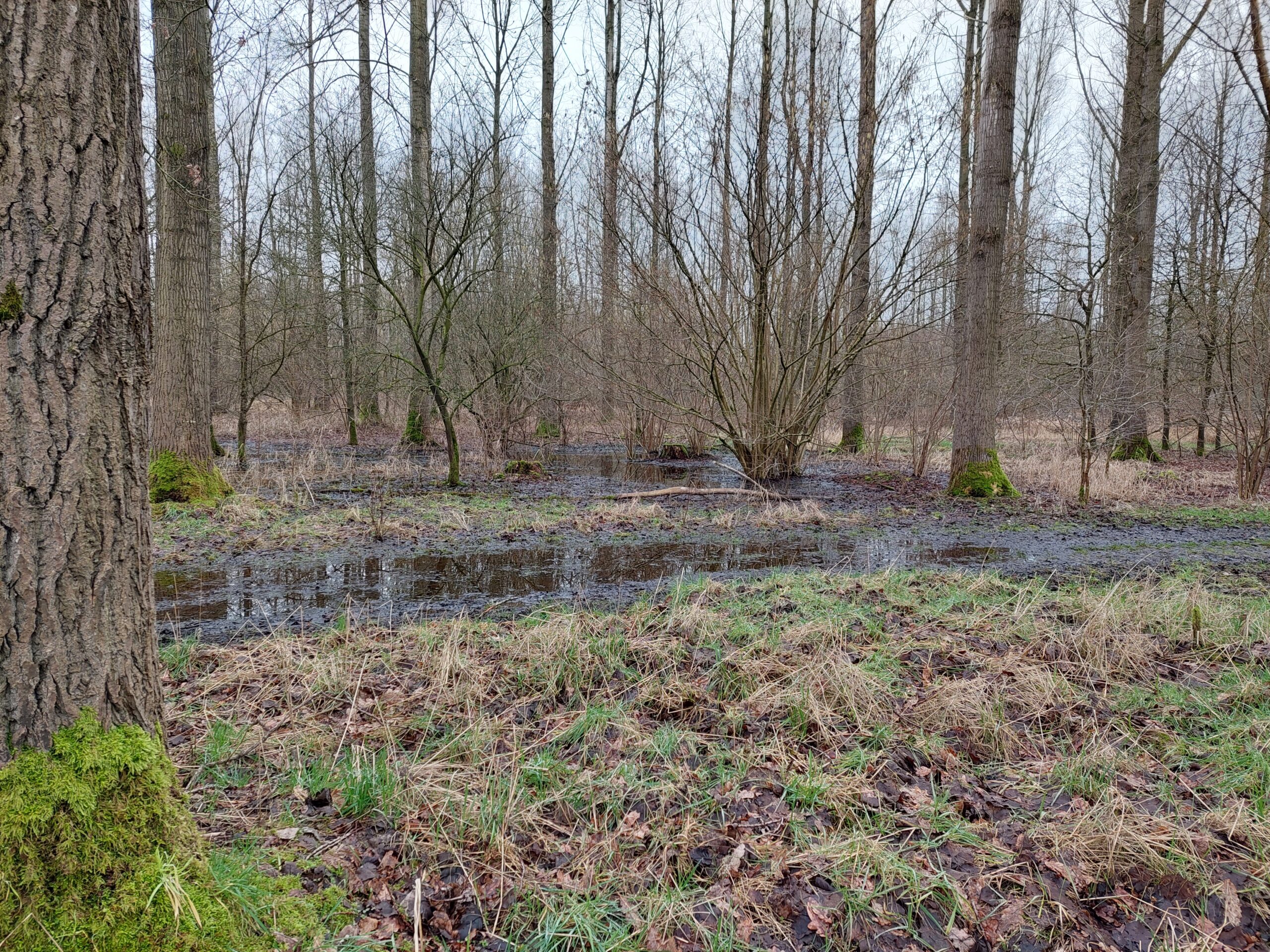 Bosrijk gebied met kale bomen en natte bodem vol met plassen water.