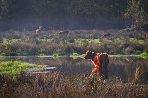 Schotse hooglander staat in ondiep water bij grasland, met meerdere runderen op de achtergrond.