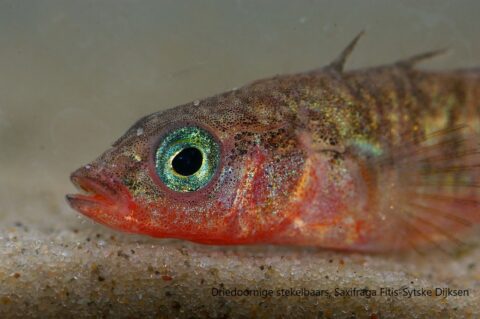 Close-up van een driestekelige stekelbaars met glinsterend oog en kleurrijke huid op zand.