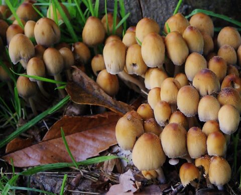 Bruine paddenstoelencluster groeit tussen gras en gevallen bladeren.