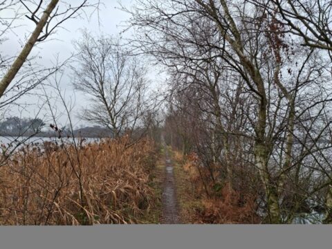 Smal bospad omgeven door kale bomen en rietplanten, onder een grijze, bewolkte hemel.