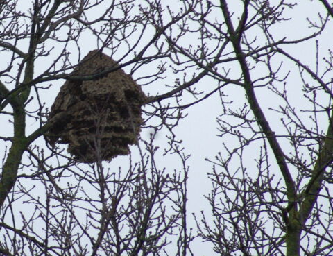 Boom met groot wespennest tussen kale takken tegen een grijze lucht.