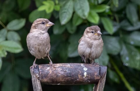 Twee kleine vogeltjes zitten naast elkaar op een tak, met groene bladeren op de achtergrond.
