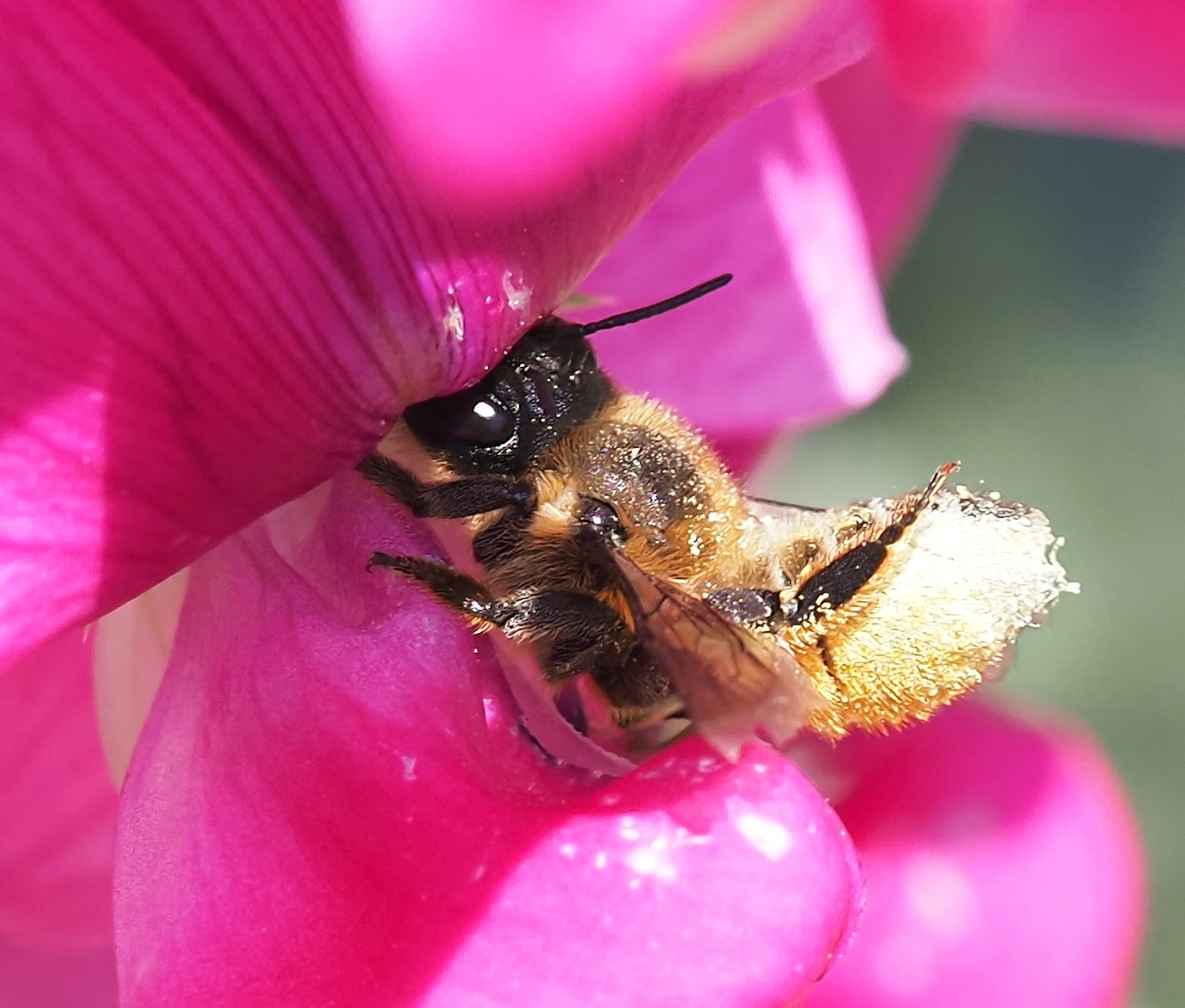 Bij op een roze bloem, bedekt met stuifmeel.