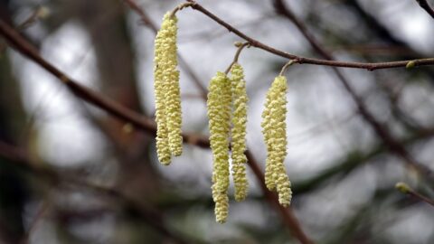 Vier gele katjes hangen aan een tak tegen een wazige, natuurlijke achtergrond.