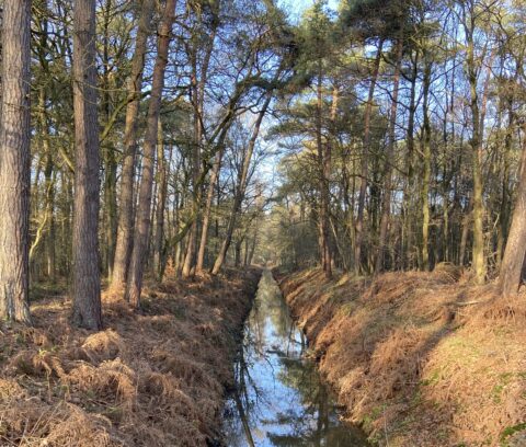 Smal boskanaal omgeven door hoge bomen en bruine varens, met een heldere blauwe lucht erboven.