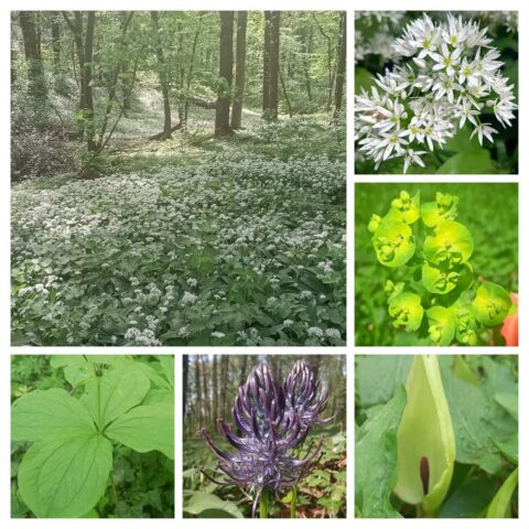 Bosrijke omgeving met bloeiend daslook en diverse close-ups van groene en paarse bloemen.