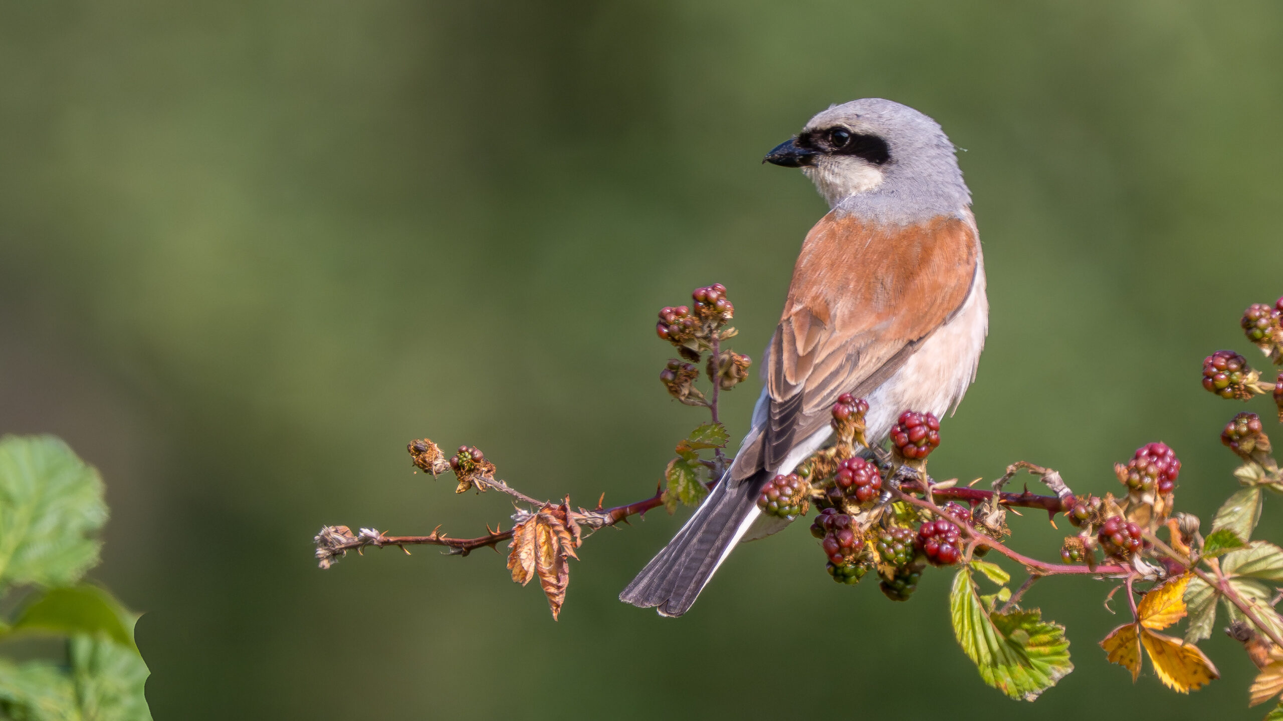 Vogel op een tak met rijpende bessen, groene achtergrond.