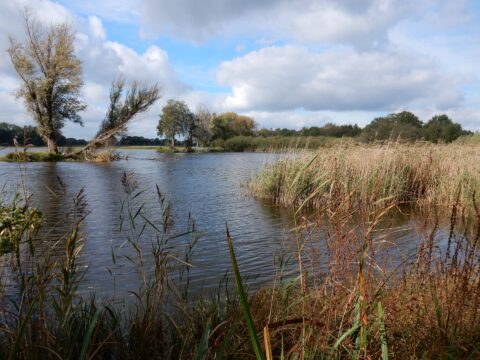Rustig meer met wuivend riet en bomen onder een bewolkte, blauwe hemel.